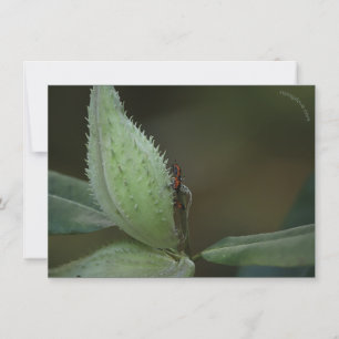 Insektenfest: Oncopeltus fasciatus/Sarcophagidae