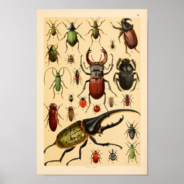 Insektenkäfer Sammlung Kunst, Dichtung und Musik Poster (Vorne)