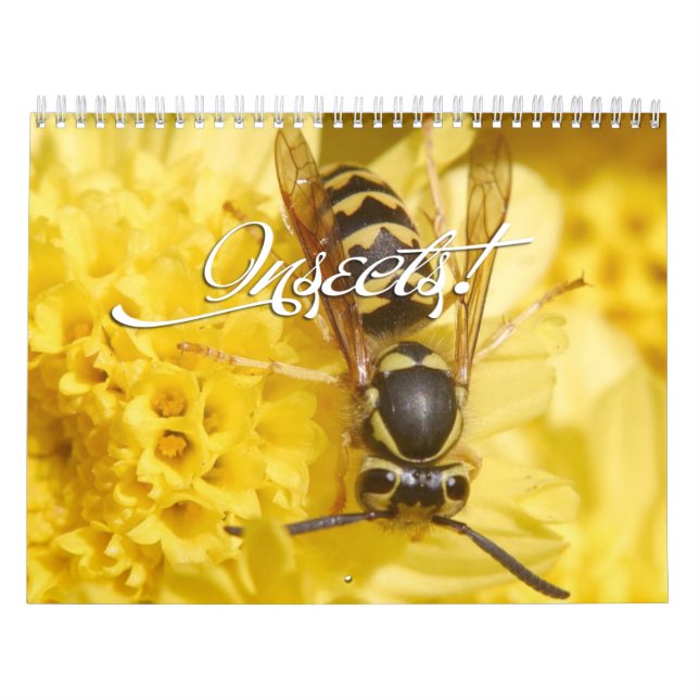 Insektenkalender Kalender (Titelbild)