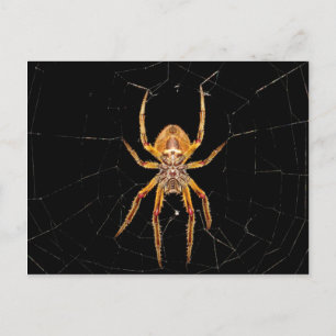 Insektenspinne Kolombia Postkarte