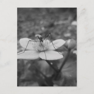 insektschwarzweiß postkarte