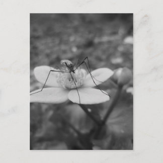 insektschwarzweiß postkarte