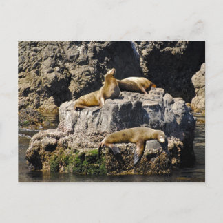 Insel Anacapa, Seelöwen Postkarte