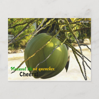 Insel (Coconut) Postkarte