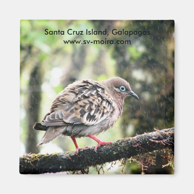 Insel Santa Cruz, Galapagos, Regenvogel Magnet (Vorne)