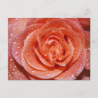 Inside a Rose Postkarte
