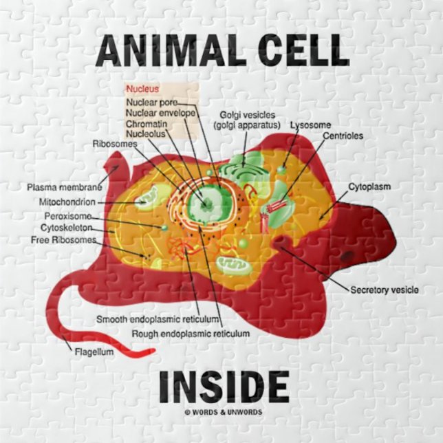 Inside (Biologie eukaryotische Zelle) Puzzle (Jigsaw puzzle for anyone with eukaryotic cells featuring biology truism saying "Animal Cell Inside")