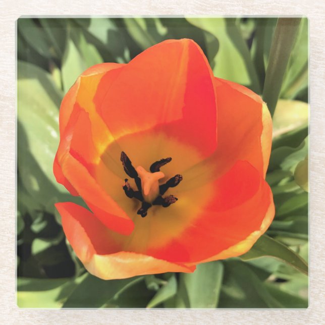 Inside Orange Tulip Glasuntersetzer (Vorderseite)