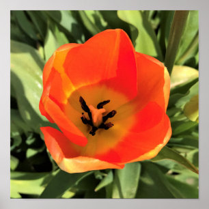 Inside Orange Tulip Poster