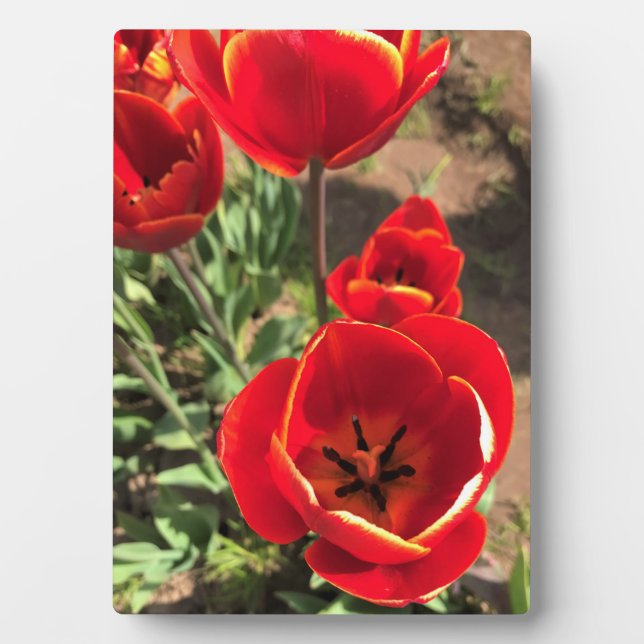Inside Red Tulips Fotoplatte (Vorderseite)