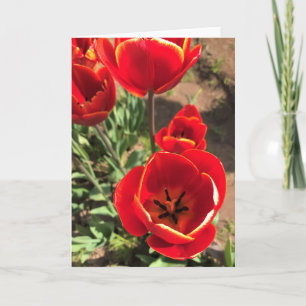 Inside Red Tulips Karte