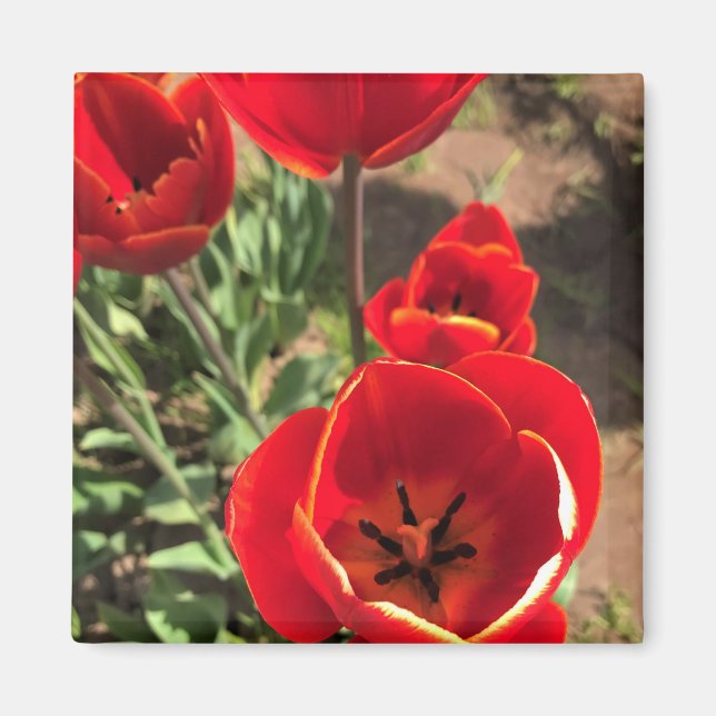 Inside Red Tulips Magnet (Vorne)