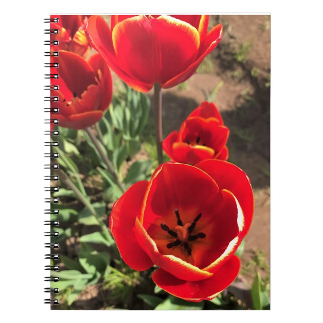 Inside Red Tulips Notizblock (Vorderseite)