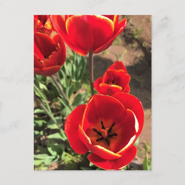 Inside Red Tulips Postkarte (Vorderseite)