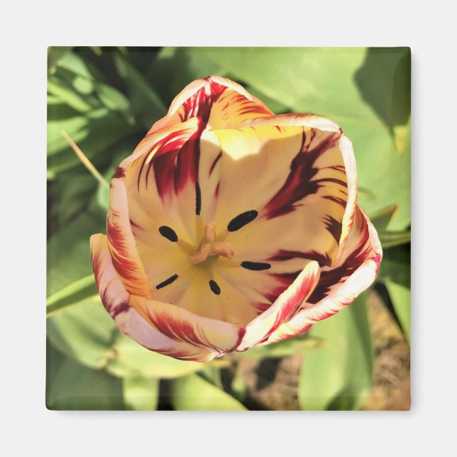 Inside Red & White Tulip Magnet (Vorne)