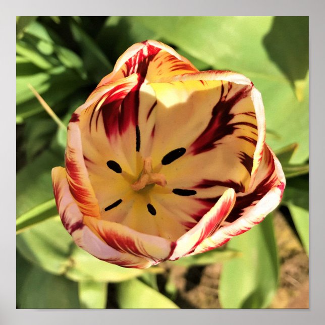 Inside Red & White Tulip Poster (Vorne)