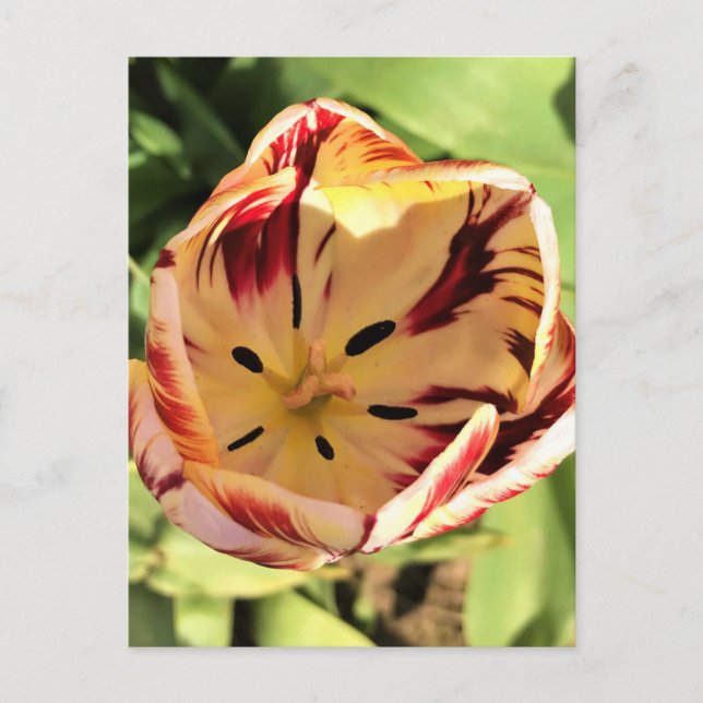 Inside Red & White Tulip Postkarte (Vorderseite)