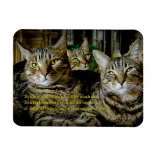 Inspiration Cat Magnet - Alle Katzen sind einzigar