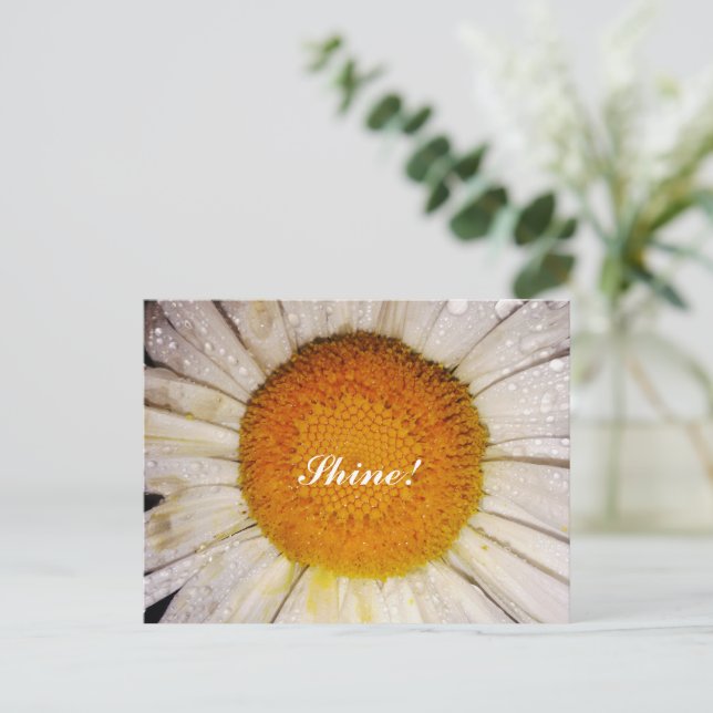 Inspirational Daisy with Dew Drops - Shine! Postkarte (Stehend Vorderseite)