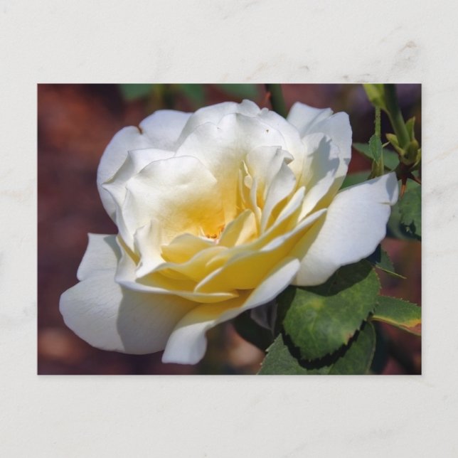 Inspirationsblühende Postkarte (Vorderseite)