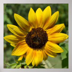 Inspire Joy Sunflower Poster