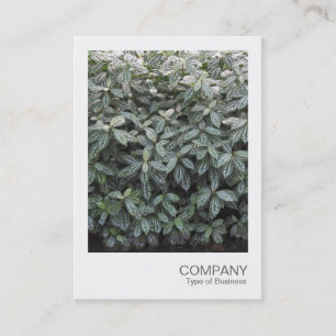Instant Foto 036 - Botanischer Garten 02 Visitenkarte
