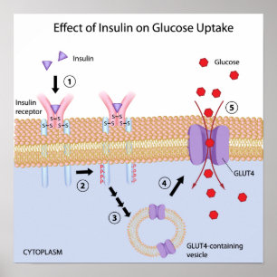 Insulin und Glucose Aufnahmeplakat Poster