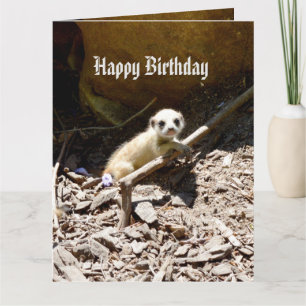 Insy Winsy Baby Meerkat, Big Birthday Karte