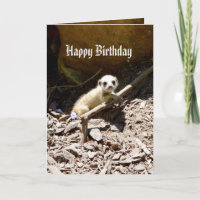 Insy Winsy Baby Meerkat