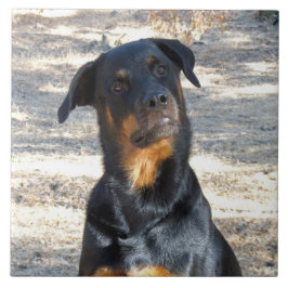 Intelligent Rottweiler Keramik Tile Fliese