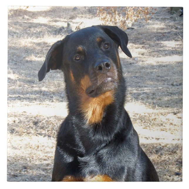Intelligent Rottweiler Keramik Tile Fliese (Vorderseite)