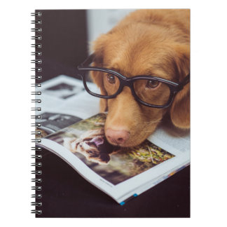 Intelligenter Hund mit Gläsern auf einem Buch