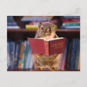 Intelligentes Eichhörnchen beim Lesen eines Wörter Postkarte
