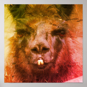 Intense Black Llama Face Close Up Abstract Poster
