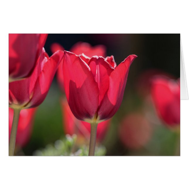 Intense Red Tulip (Vorderseite (Horizontal))