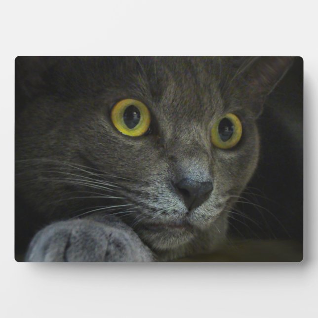 Intensität Foto Plaque Fotoplatte (Vorderseite)