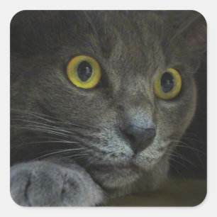 Intensitäts-Aufkleber Quadratischer Aufkleber