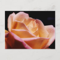 Intensiv farbige Gelbe Rose-Blume