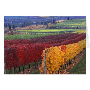 Intensiv rote und gelbe Herbstfarben auf Gehring