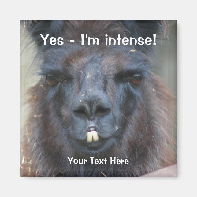 Intensive Black Llama Funny Animal Magnet (Vorne)