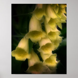Intensive Foxglove Blume Poster
