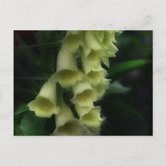 Intensive Foxhandschuhe Blume Postkarte (Vorderseite)