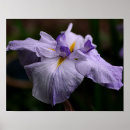 Intensive japanische Iris-Blume Nah Poster