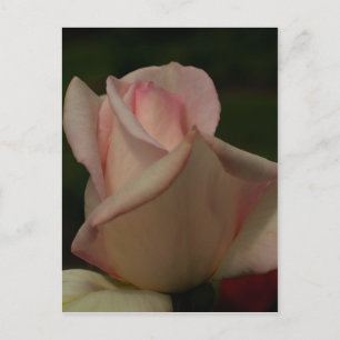 Intensive Pink-Rosenknospe-Blume Postkarte