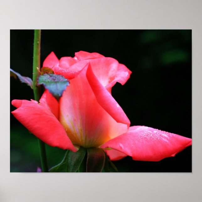 Intensive rosa Rosenknospe und Seile Poster (Vorne)