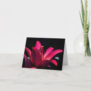 Intensive rote Lilienblumenfotografie