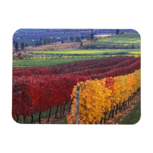 Intensive rote und gelbe Herbstfarben auf Gehring Magnet