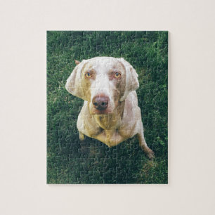 Intensives Weimaraner Puzzle