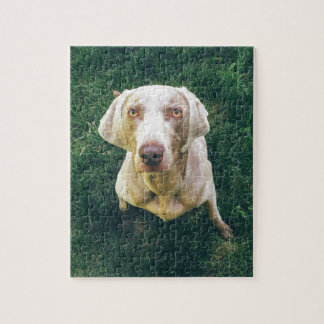 Intensives Weimaraner Puzzle