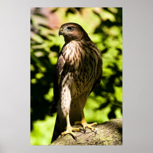 Intensivstarre Poster